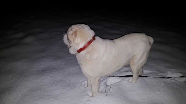 Aslan v snegu