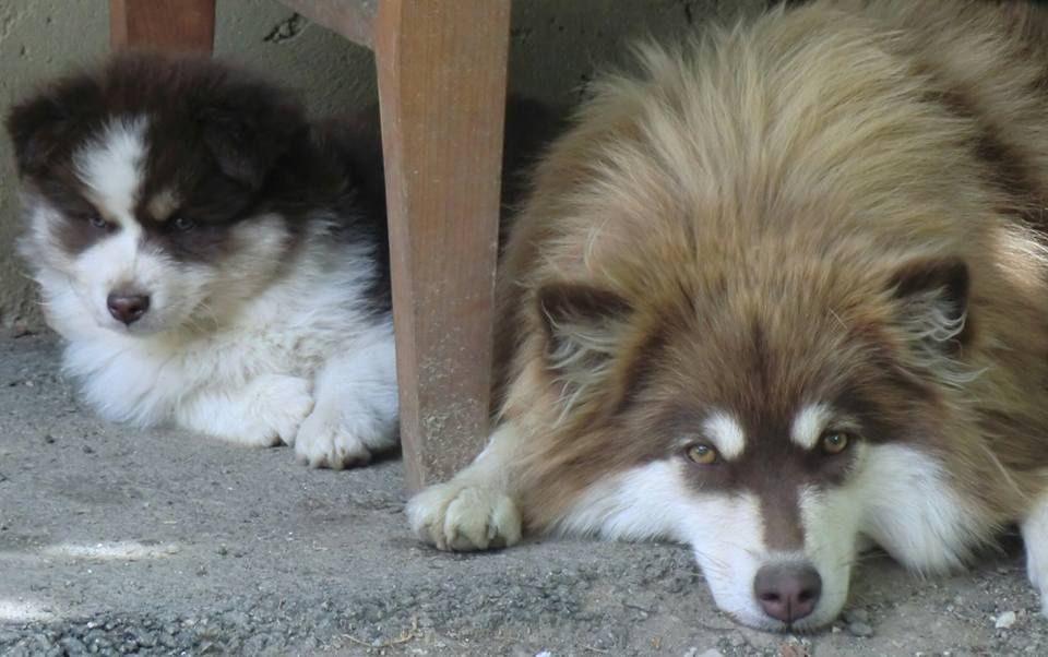 Finski laponski pes- prvo leglo v Sloveniji - foto povečava