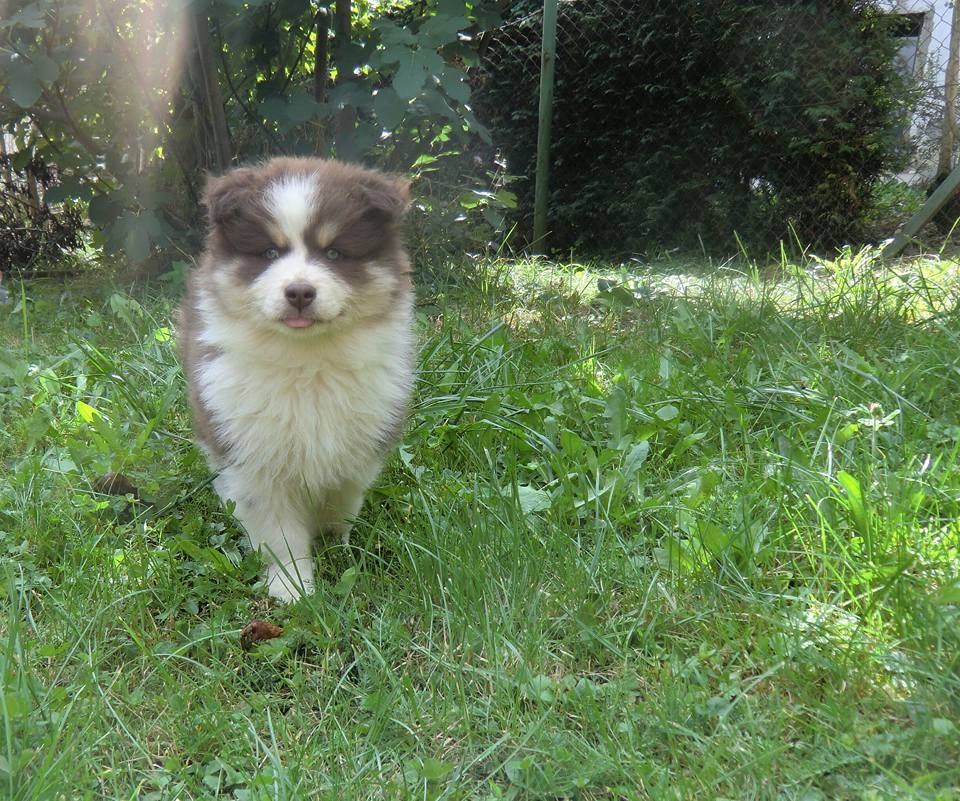 Finski laponski pes- prvo leglo v Sloveniji - foto povečava