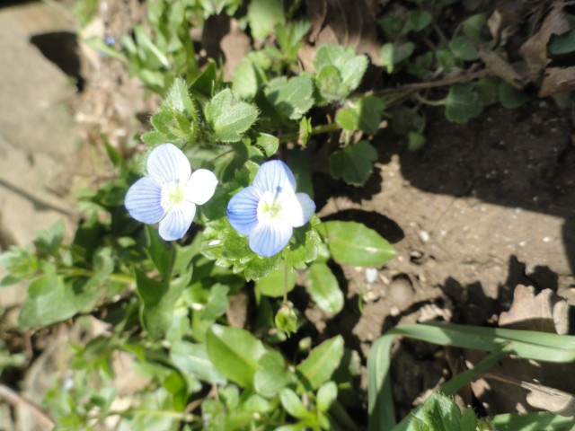 Modri cvetlici - Blue flowers