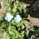 Modri cvetlici - Blue flowers