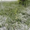Rastline in sneg - Plants and snow