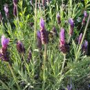 Sivka  - Lavender