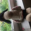 nici 35 cm