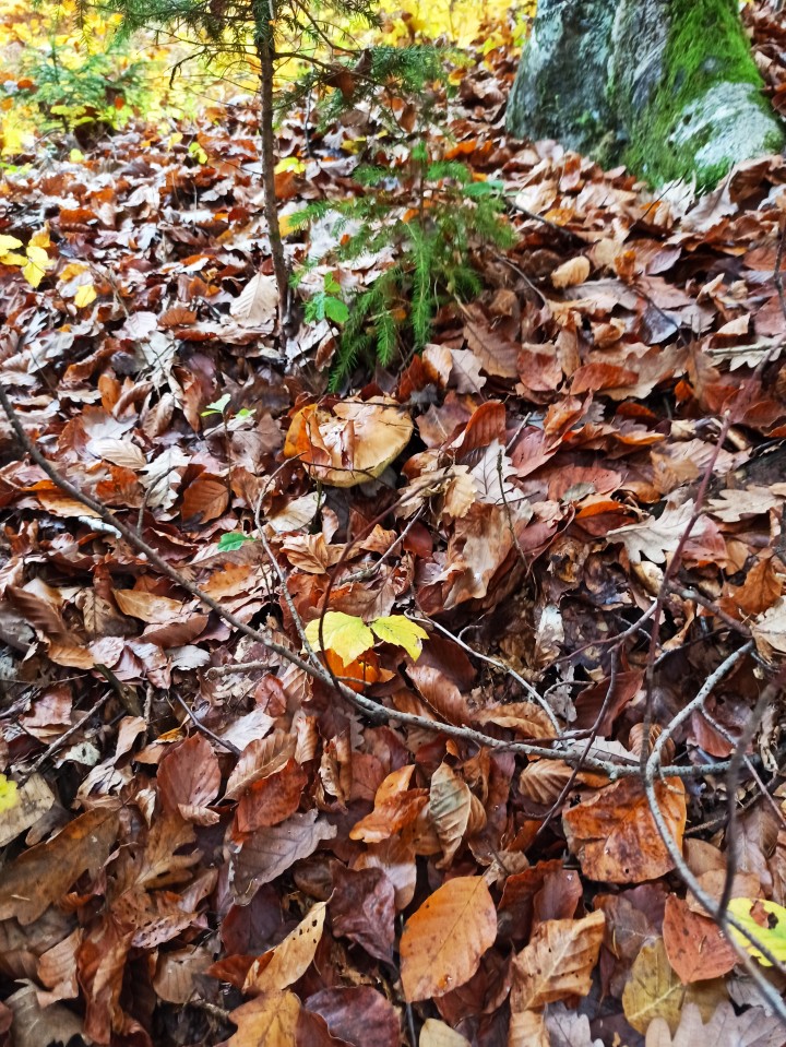 Jesenski goban 05.11.21 - foto povečava