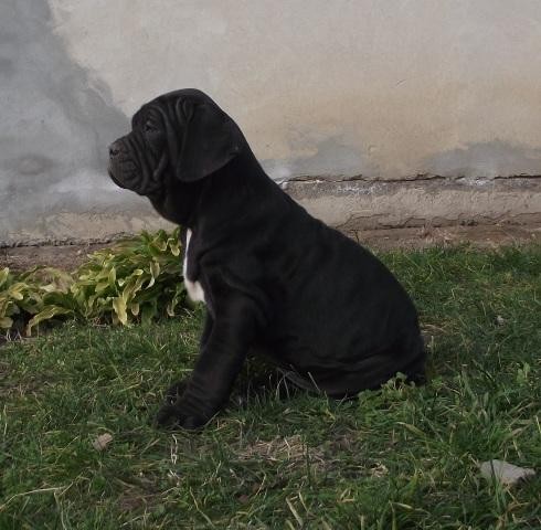 Napuljski Mastif, stenci crne i sive boje - foto