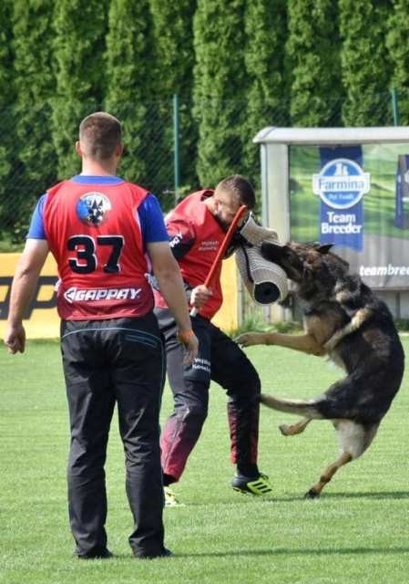 NEMAČKI OVČAR, vrhunski štenci!!! - foto