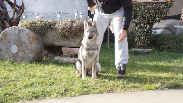 Češkoslovački vučji pas HITNO - foto