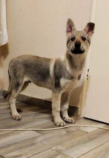 Čehoslovački vučji pas vrhunski štenci - foto