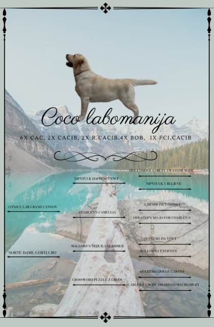 Labrador Retriver, vrhunski štenci - foto