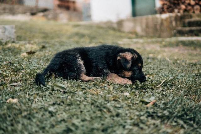 Nemački ovčar štenci odlično odnegovani - foto
