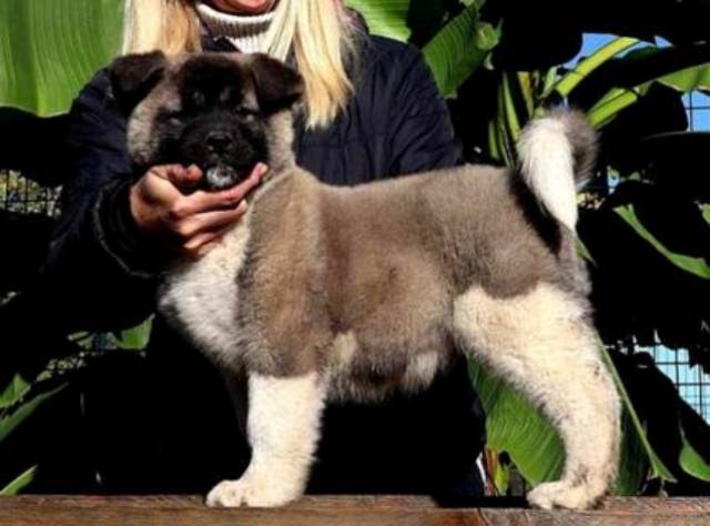 Američka Akita, muško štene - foto povečava