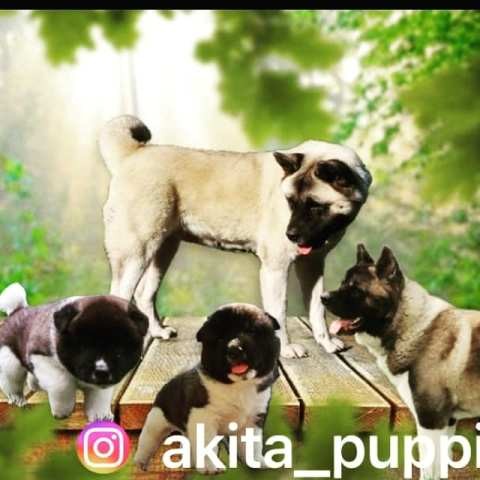 Američka Akita, muško štene - foto povečava