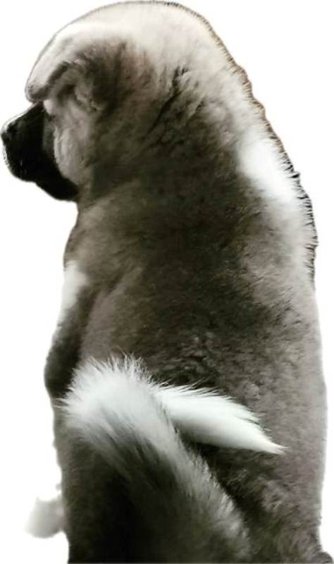 Američka Akita, šampionski štenci - foto povečava