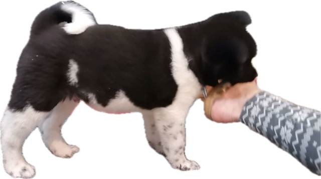 Američka Akita, šampionski štenci - foto