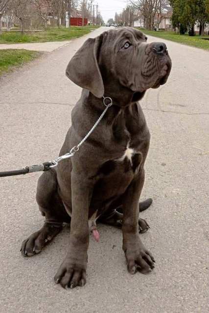 Cane Corso, izložbeni štenci - foto povečava