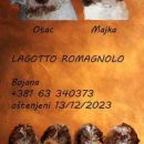 Lagotto Romagnolo štenci vrhunskog porekla