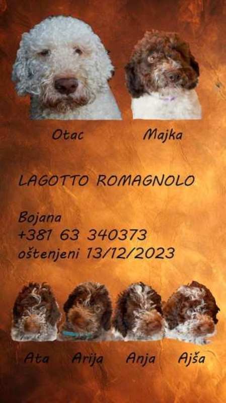 Lagotto Romagnolo štenci vrhunskog porekla - foto
