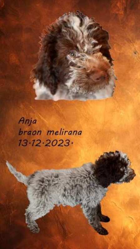 Lagotto Romagnolo štenci vrhunskog porekla - foto povečava