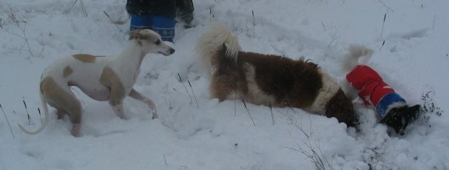 Zimski (skupni) sprehodi - foto povečava