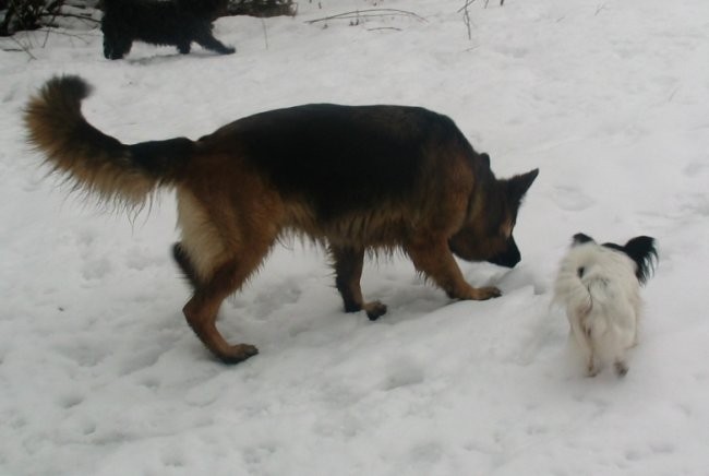 Zimski (skupni) sprehodi - foto povečava