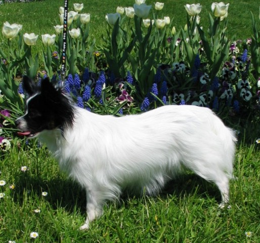 Pomlad 2005 - foto