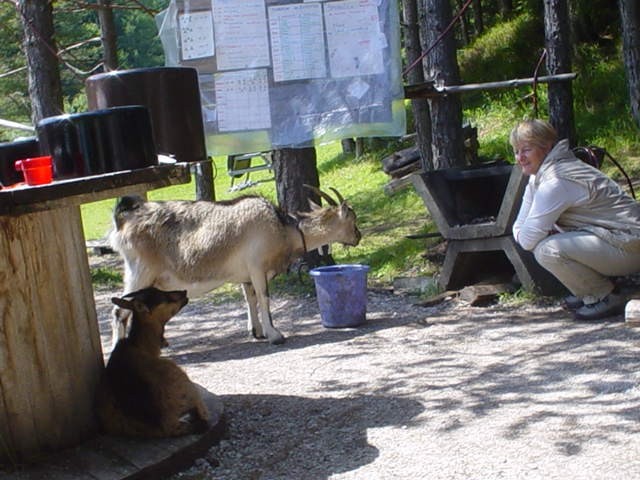 Obisk vedno lačne prijateljice na taboru v Podpeci