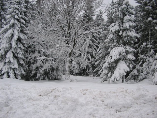 MAŠUN 02.01.06. - foto