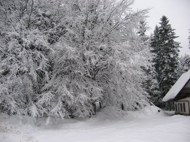 MAŠUN 02.01.06. - foto povečava