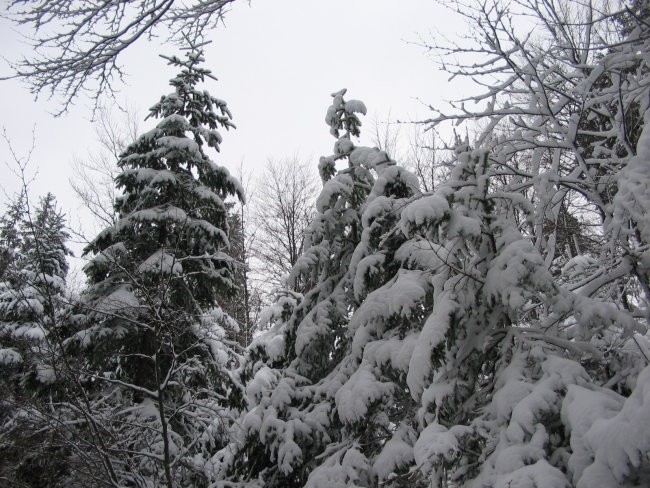 MAŠUN 02.01.06. - foto povečava