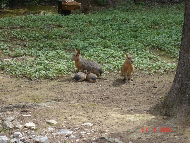 OBISK ŽIVALSKEGA VRTA 2006 - foto povečava