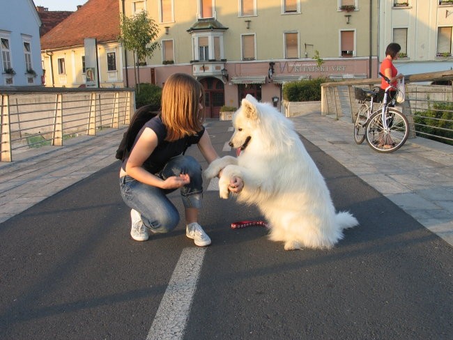 Kužki - foto povečava