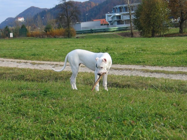 Kužki - foto povečava