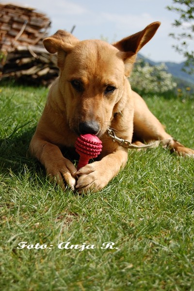 Bina - foto povečava