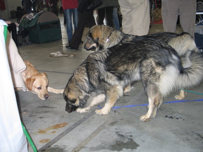 CAC Celje 2007 - foto povečava