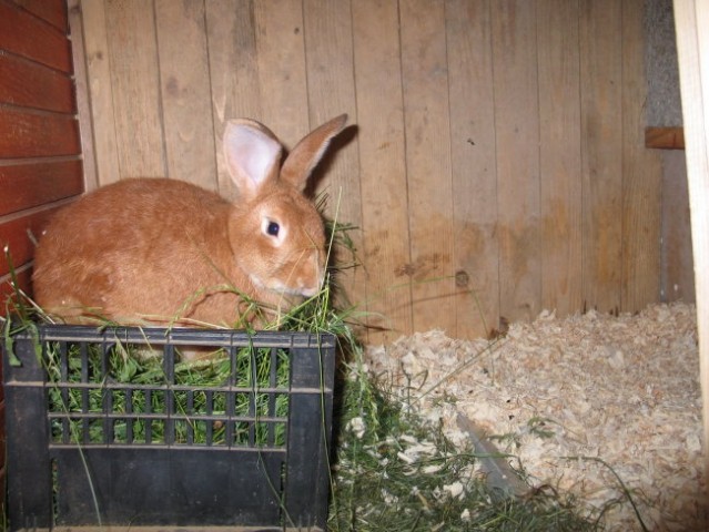 Bunny-kunec - foto