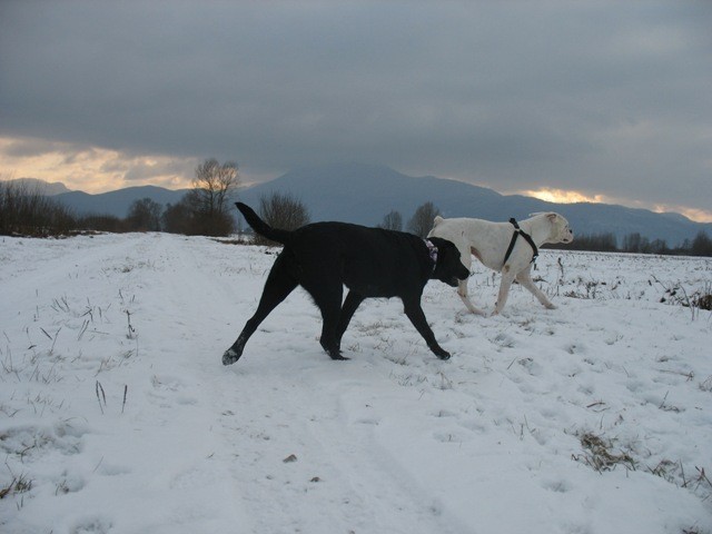 Barje - foto povečava