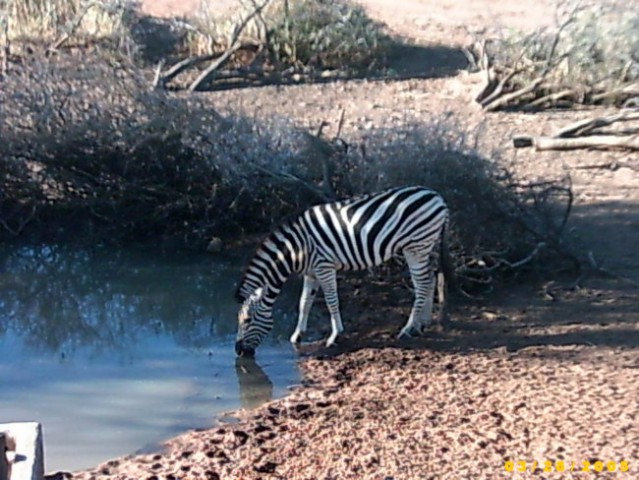 Stepska zebra - Burchells Zebra