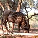 Progast gnu - Blue Wildebeest