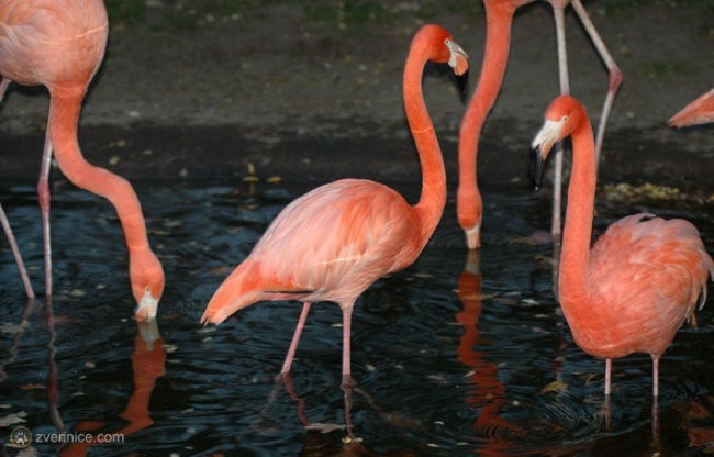 Berlin - zoo - foto povečava