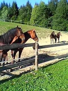 Rovte - foto povečava