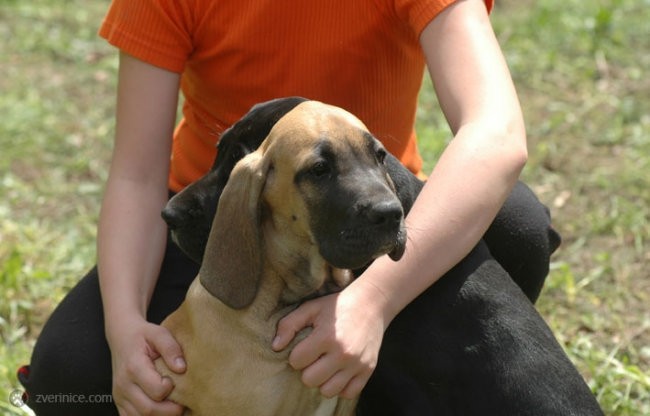 Doga piknik 2005 - foto povečava