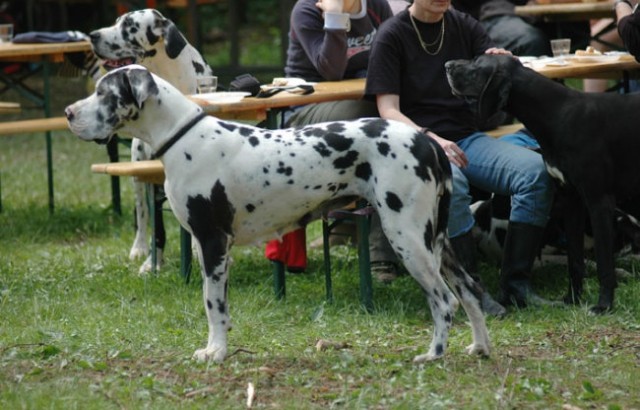 Doga piknik 2005 - foto