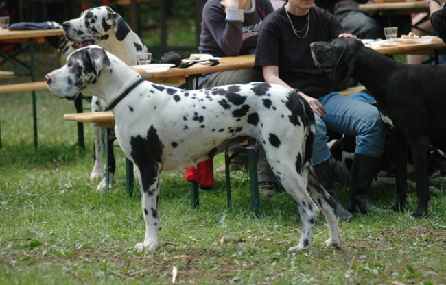 Doga piknik 2005 - foto povečava