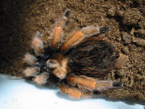 Brachypelma boehmei (Britni)