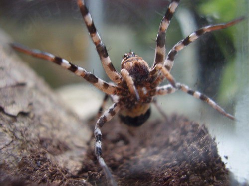 Lycosa tarentula (Oti) v bojnem polozaju - ZAHVALA EVI ZA SLIKO