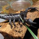 Pandinus imperator v svojem terariju