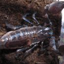 Pandinus imperator