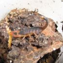 Centruroides margaritatus - s plenom