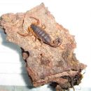 Centruroides margaritatus --> 1cm trup